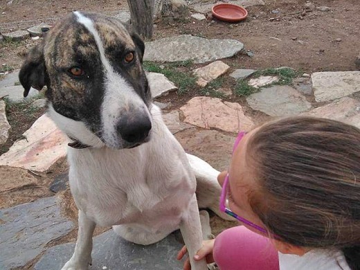 Crema es una perraza muy tontorrona y bruta, mezcla de mastín y seguramente perro de caza, porque le gusta coger rastros y corres desesperada detrás de las liebres